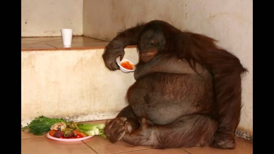 Обезьяна Годзилла в Тайланде