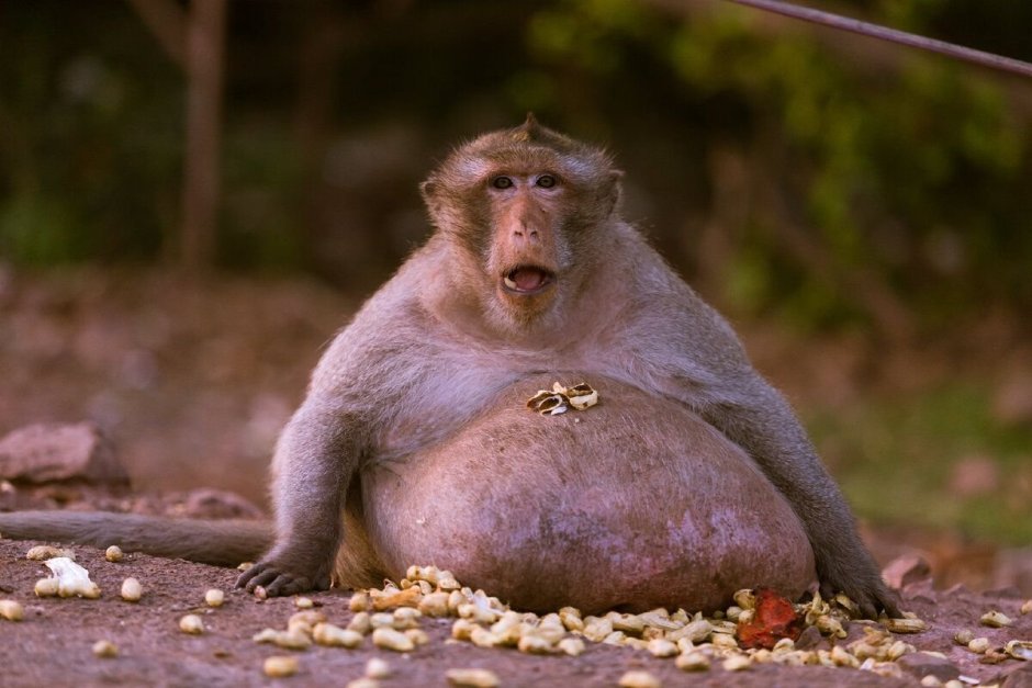 Исполинский бурый орангутанг