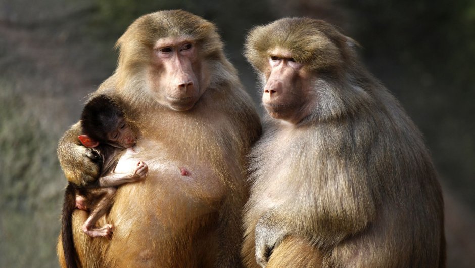 Обезьяна убегает