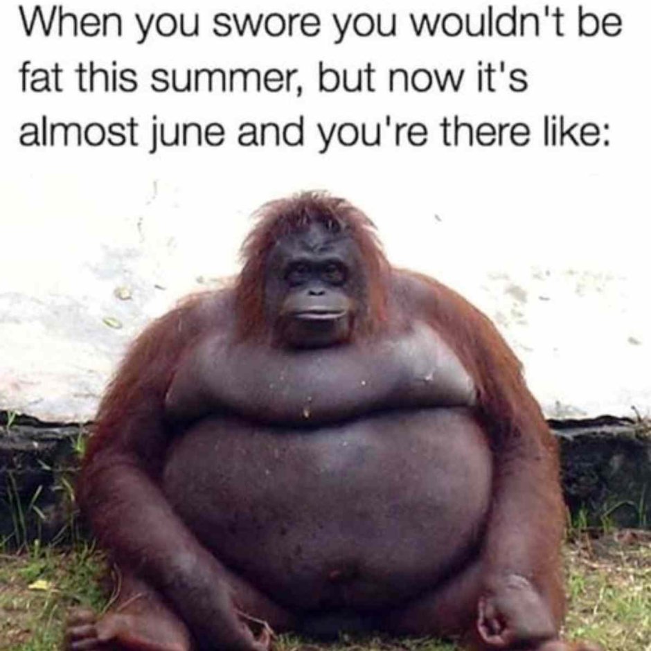 Огромная жирная обезьяна