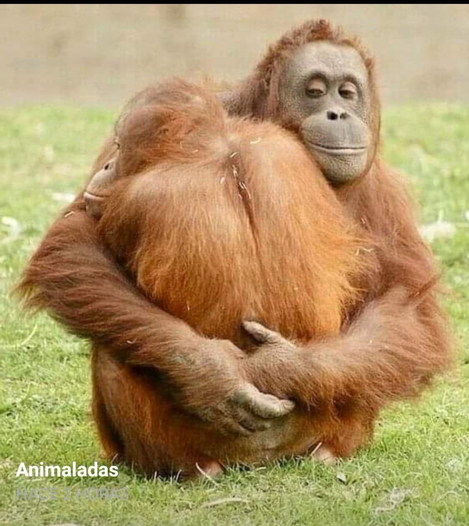 Маленькая толстая обезьяна