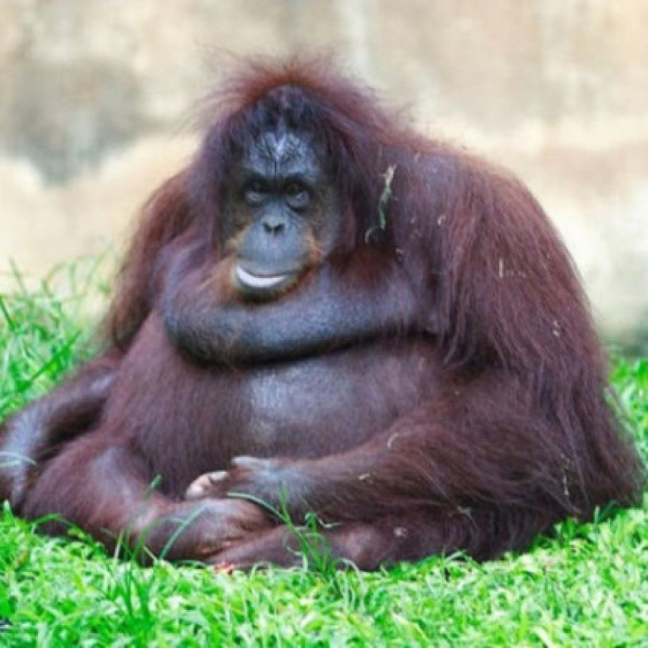 Самая толстая обезьяна в мире