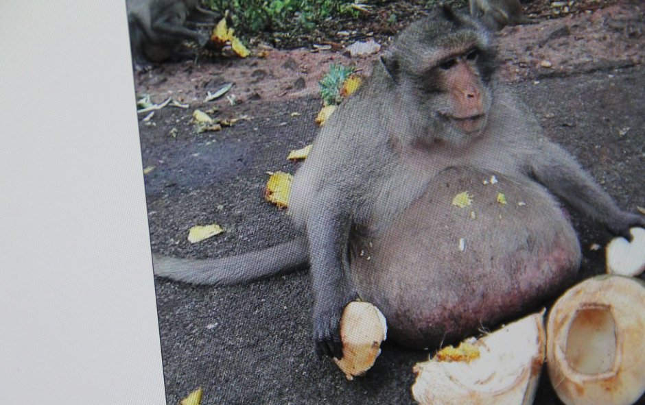 Огромные яйца животных