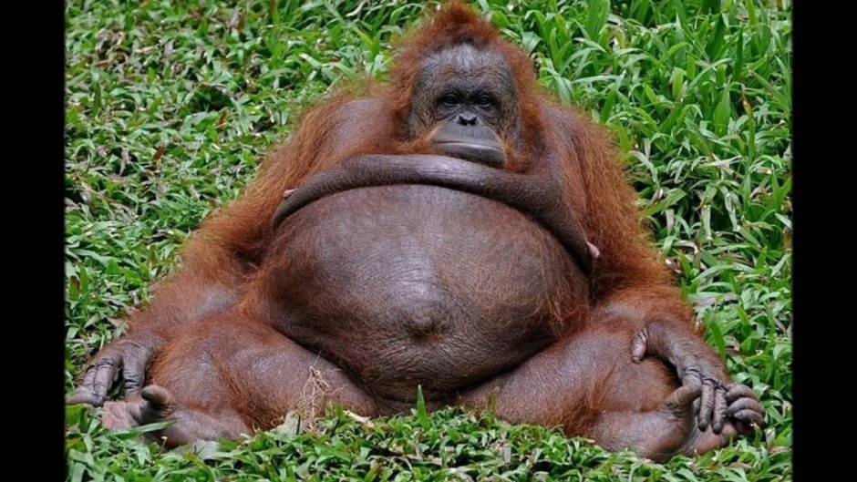 Толстые животные