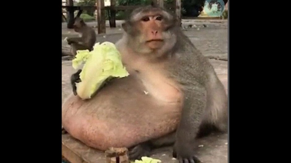 Современный тарзан Коди