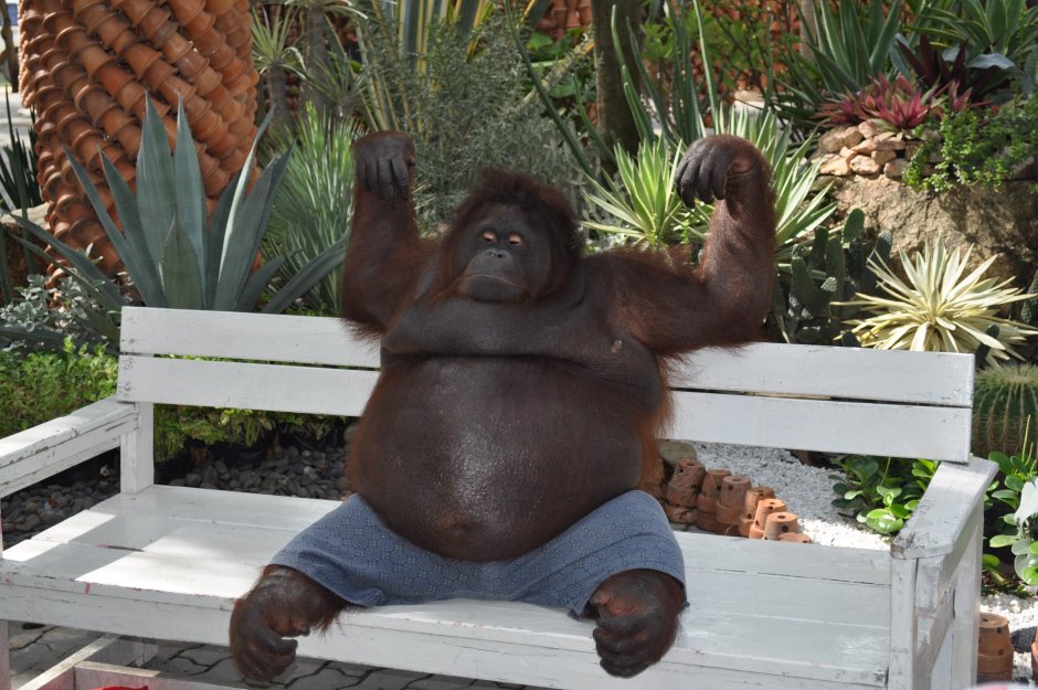 Поза обезьяны