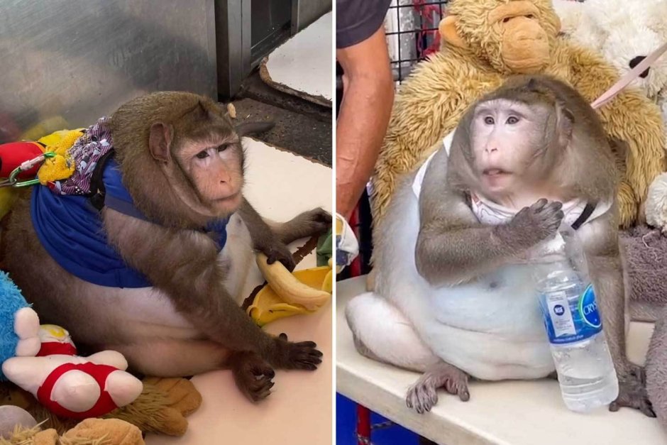 Орангутан Стинки