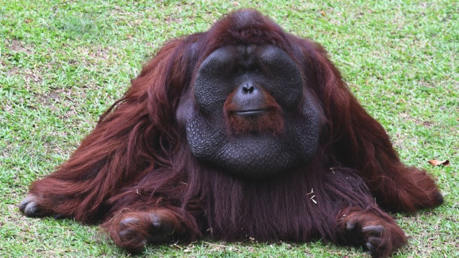 Жирный орангутанг