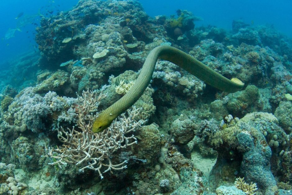 Ужевидный морской Крайт