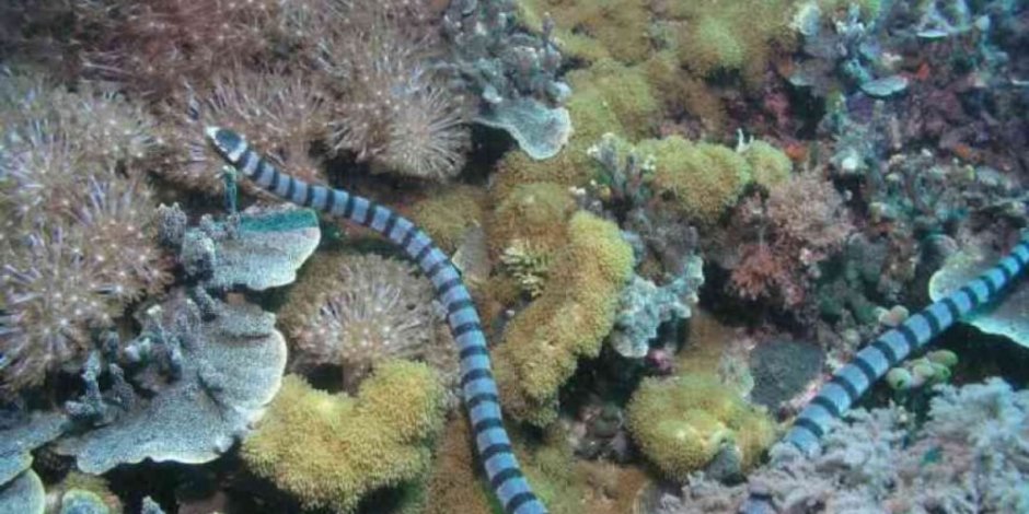 Морские змеи в Красном море ядовитые