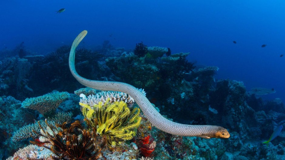 Морская змея Белчера