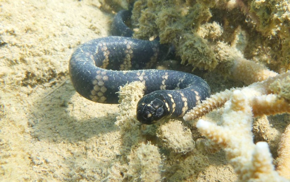 Голотурии красного моря