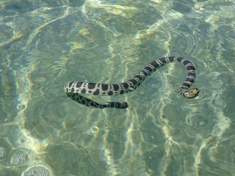 Hydrophis belcheri
