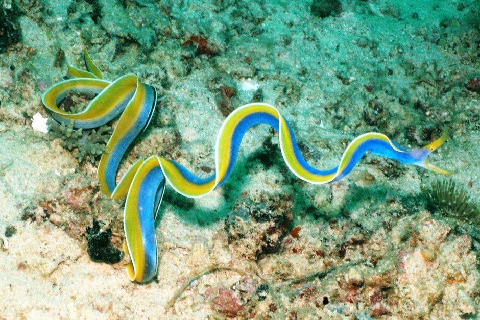 Морская змея Белчера
