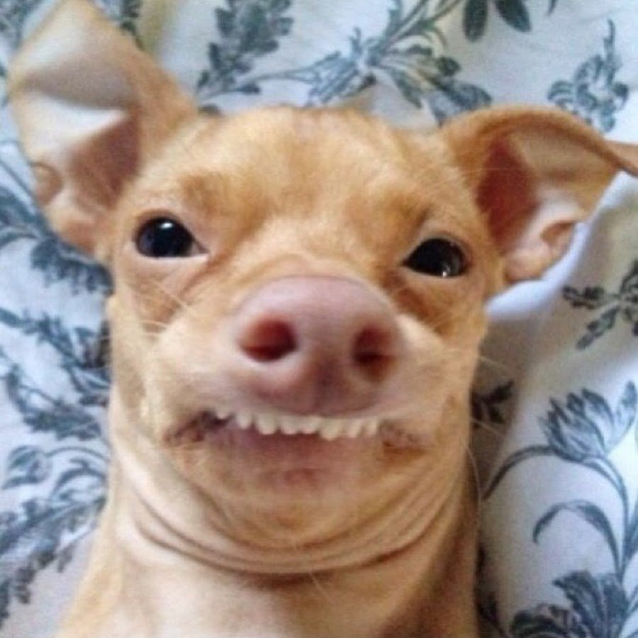 Пес Аркадий