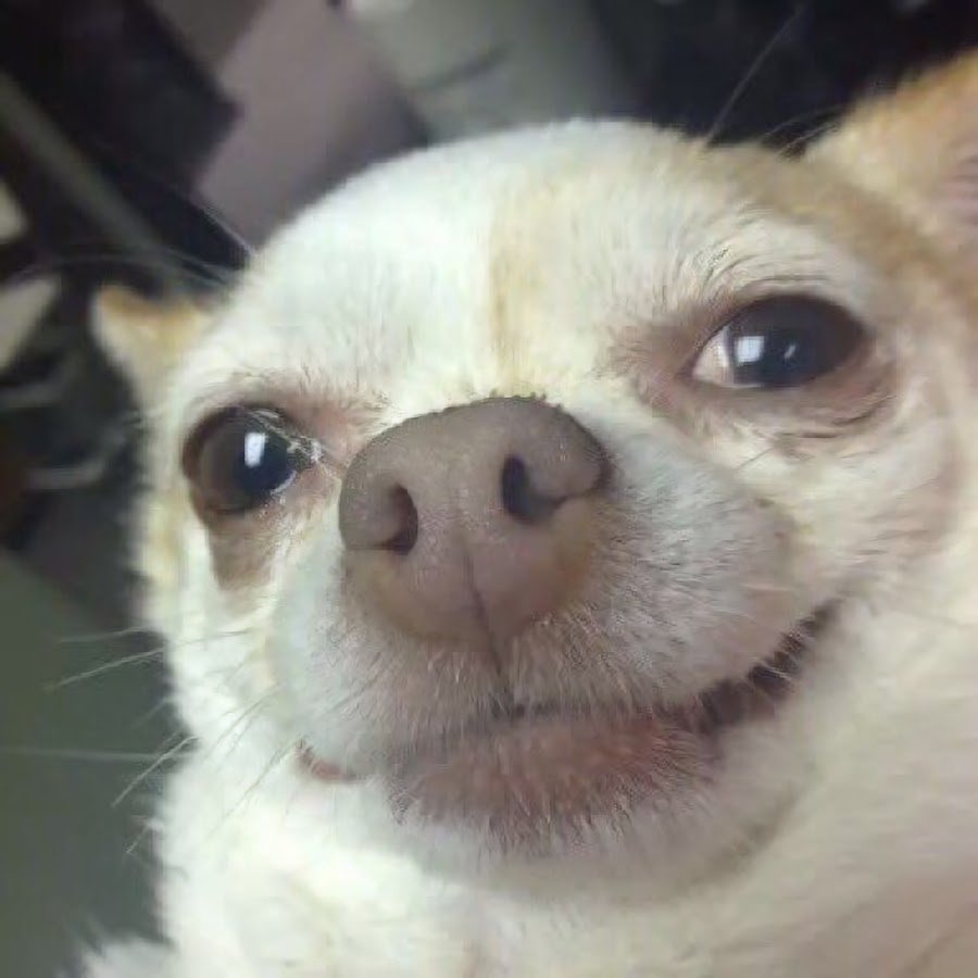 Упоротый чихуахуа