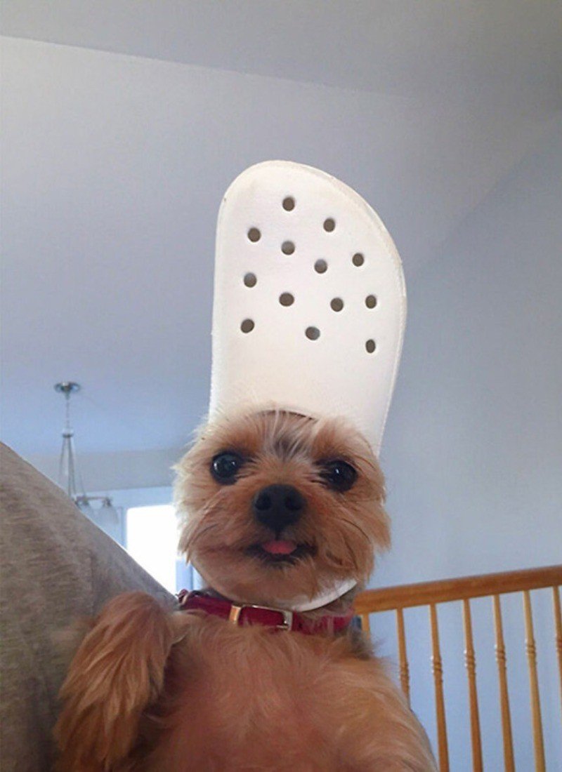 Собачка с Кроксом на голове