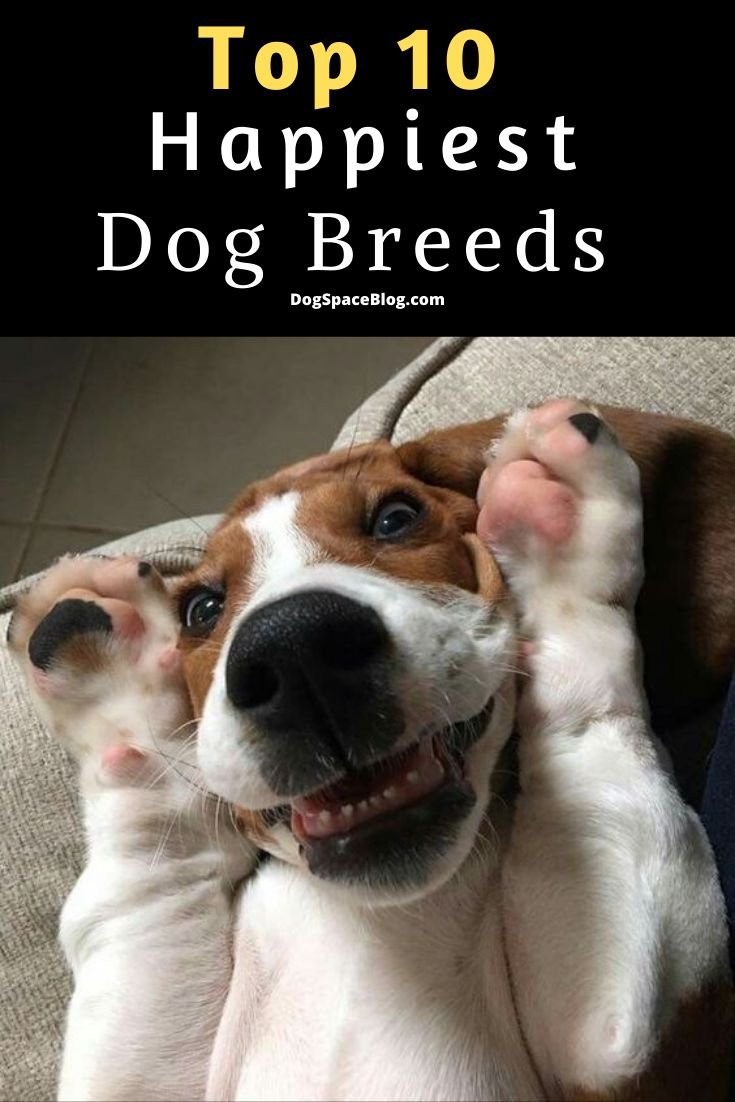 Джек Рассел Бассет