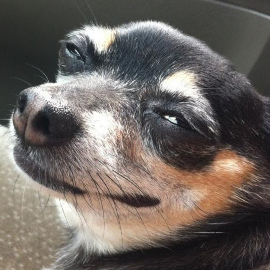 Собака хитро улыбается