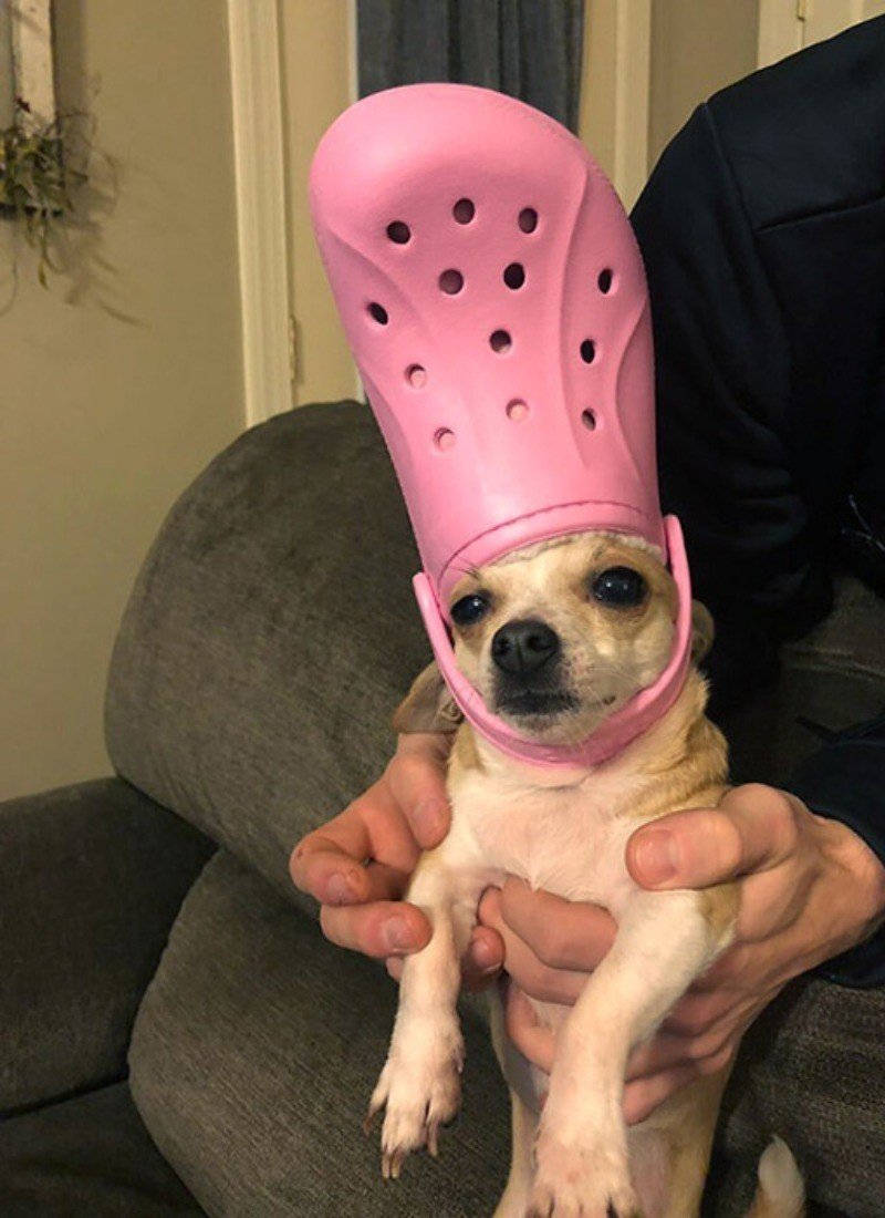 Собака в тапочках