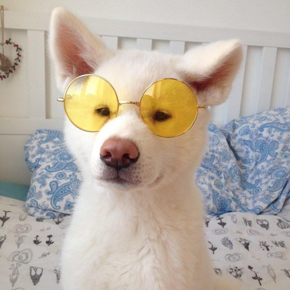 Эстетика собак