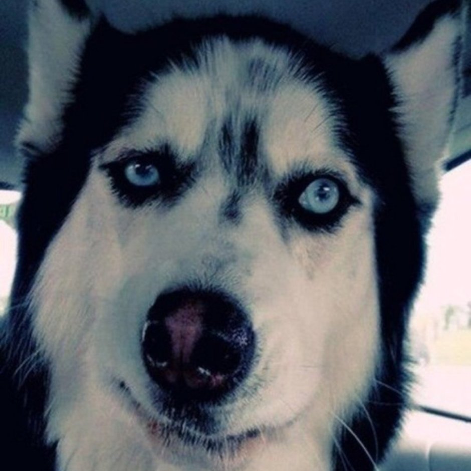 Собака подозревака хаски