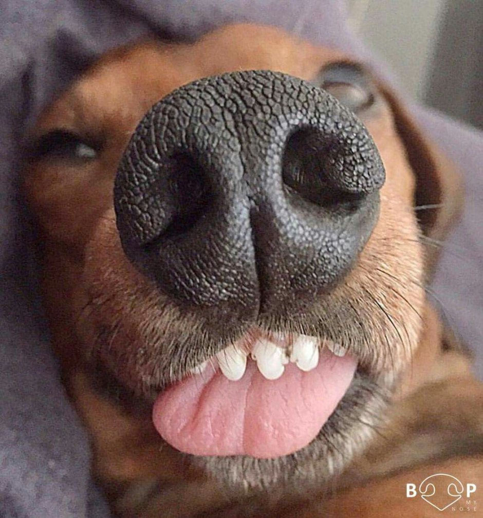 Собачий носик