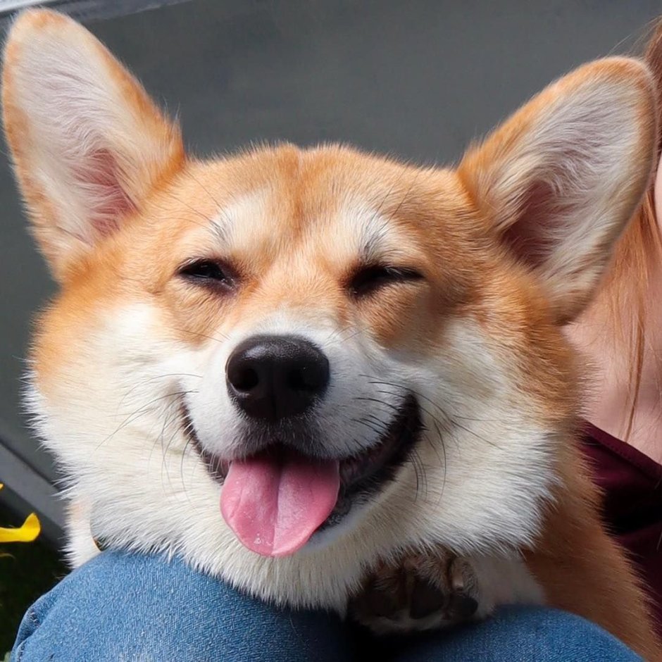 Вельш корги пемброк морда