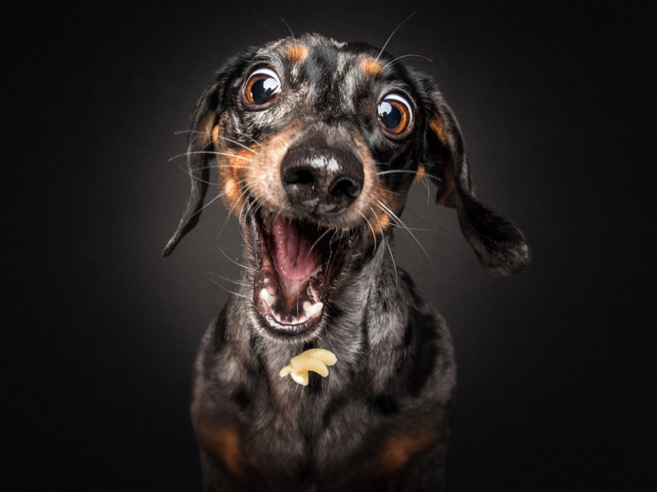 Забавные собаки