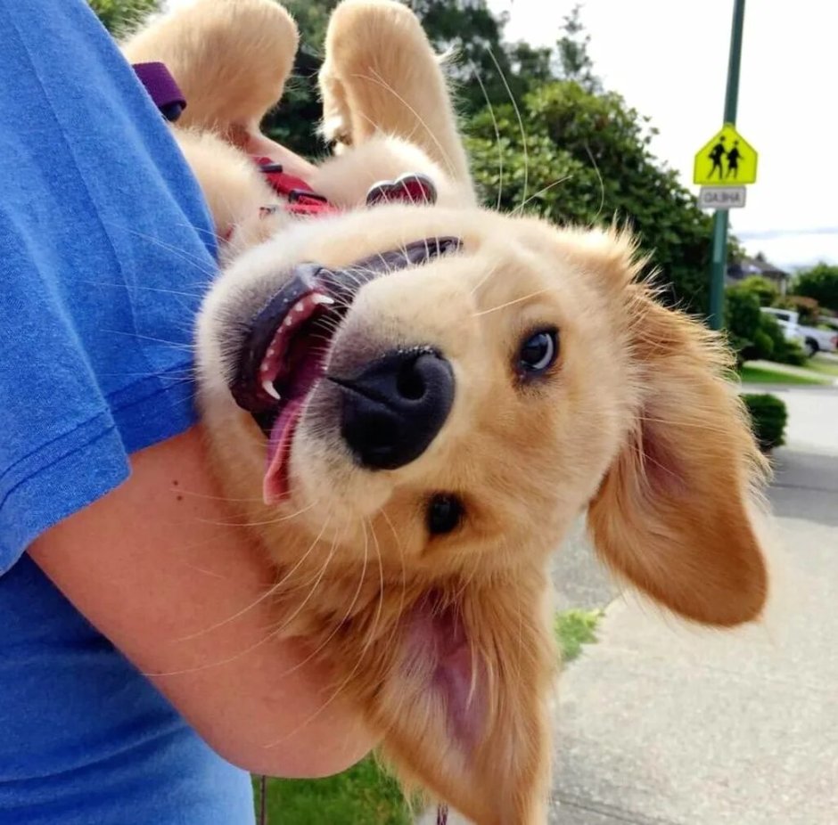 Счастливая собака