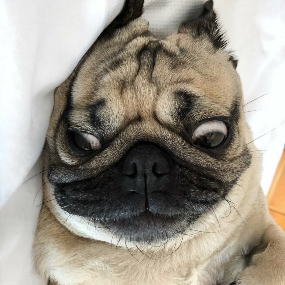 Ржачный Мопс