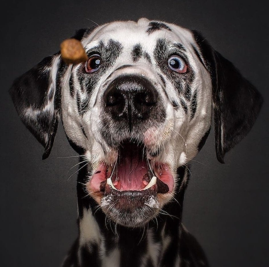 Смешные лица собак