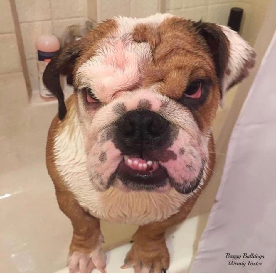 Тупой бульдог