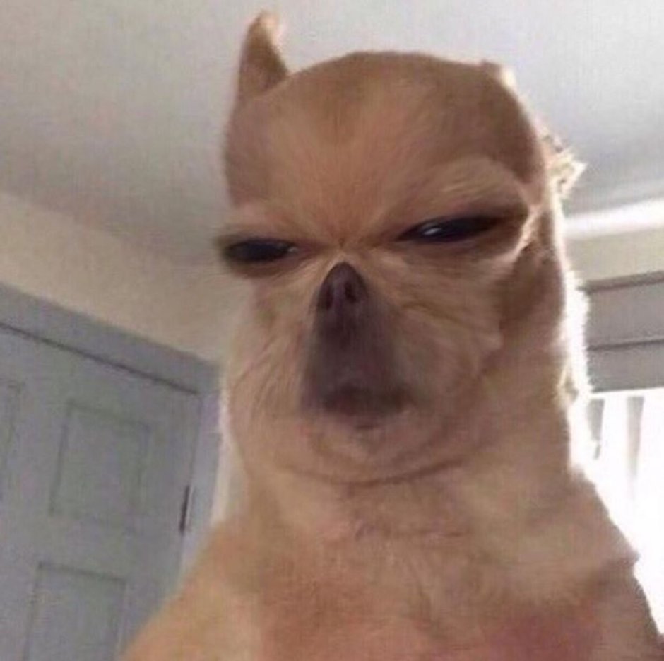 Собака улыбака прикол