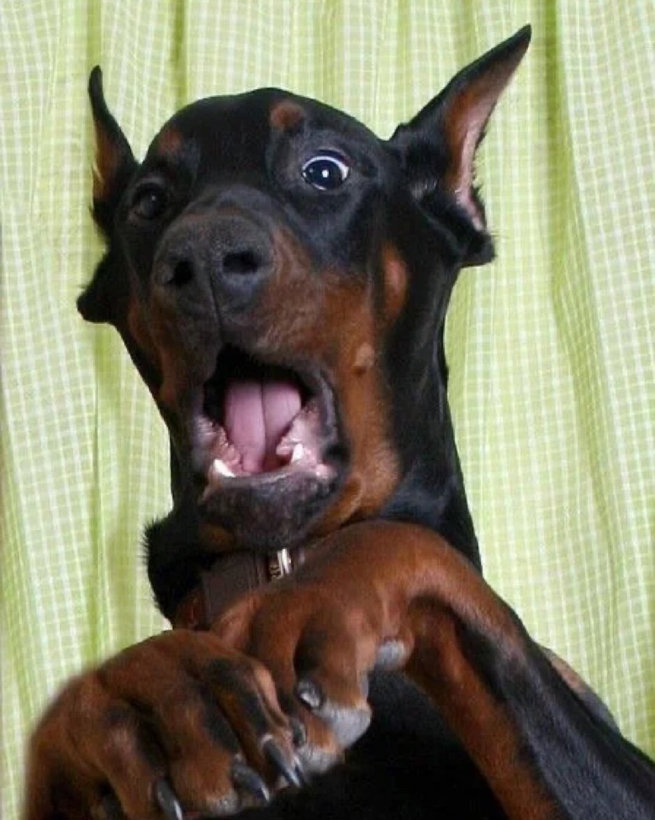 Доберман-пинчер оскал