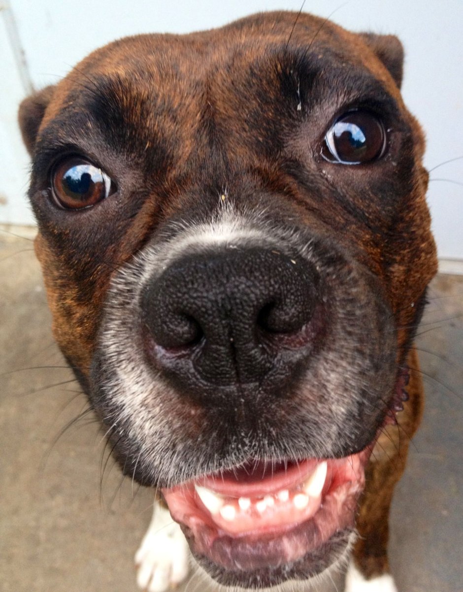 Лицо собаки
