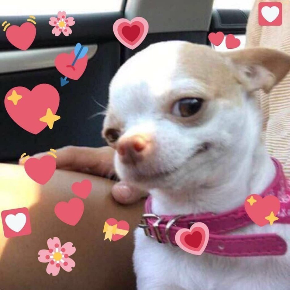 Собачка с сердечком