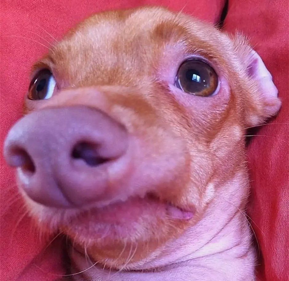 Смешные собаки