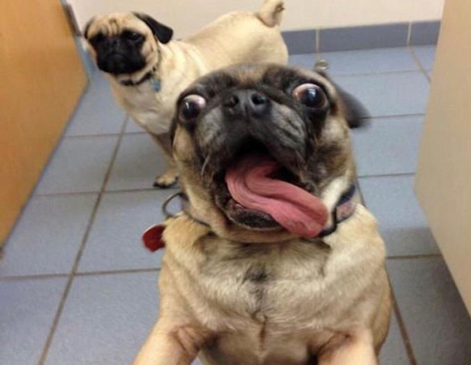 Мопс косоглазый и страшный