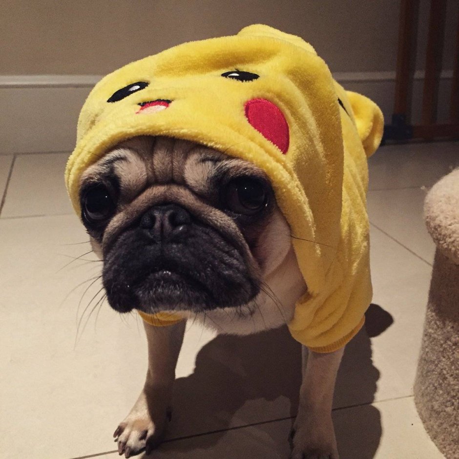 Милые мопсики в костюмах