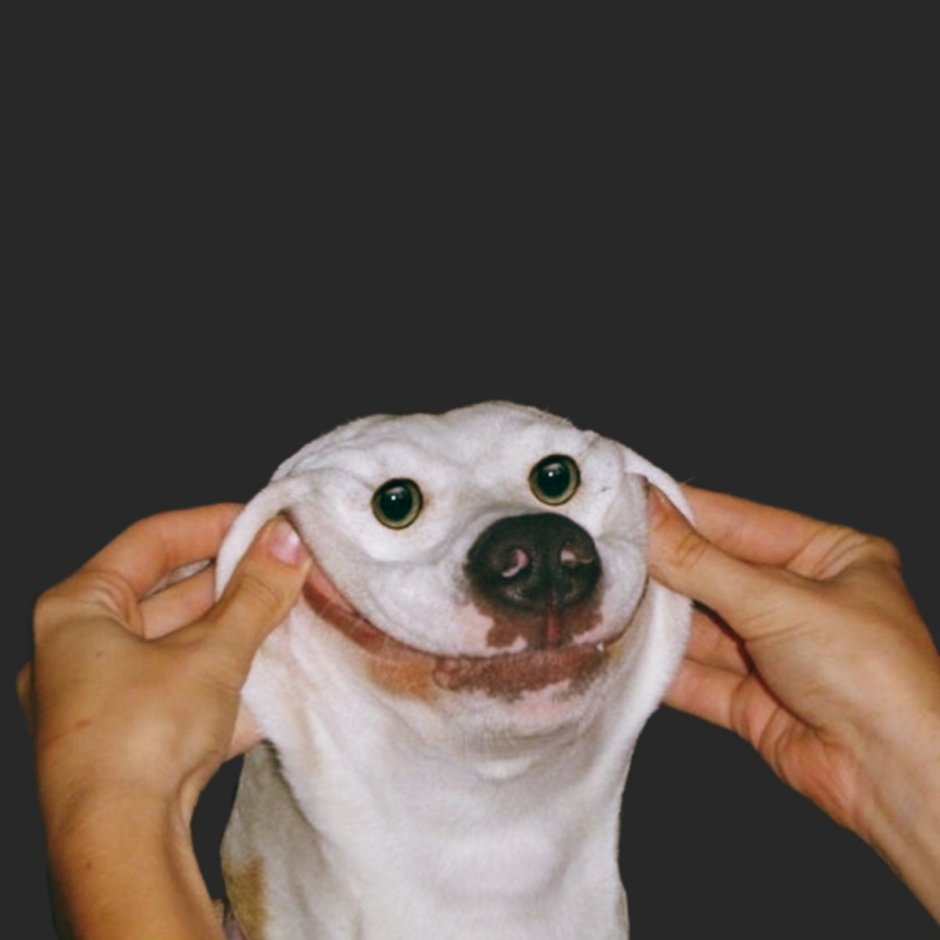 Упоротая собака