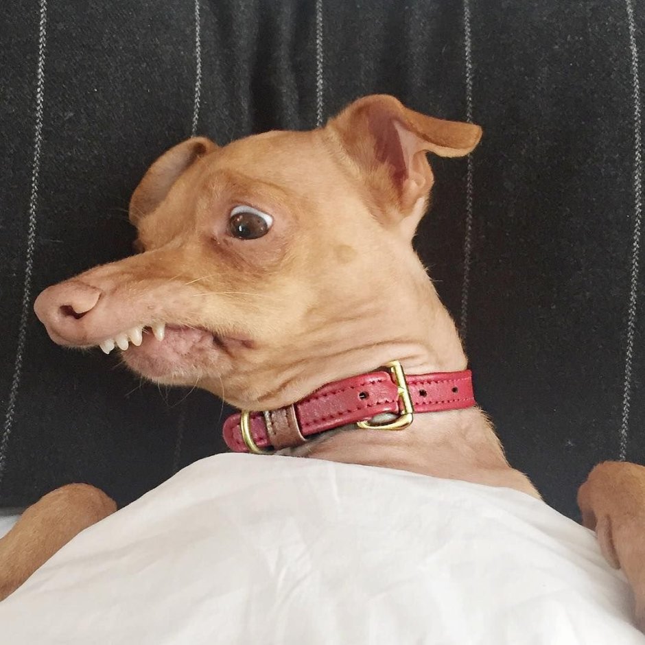 Чихуахуа тунец