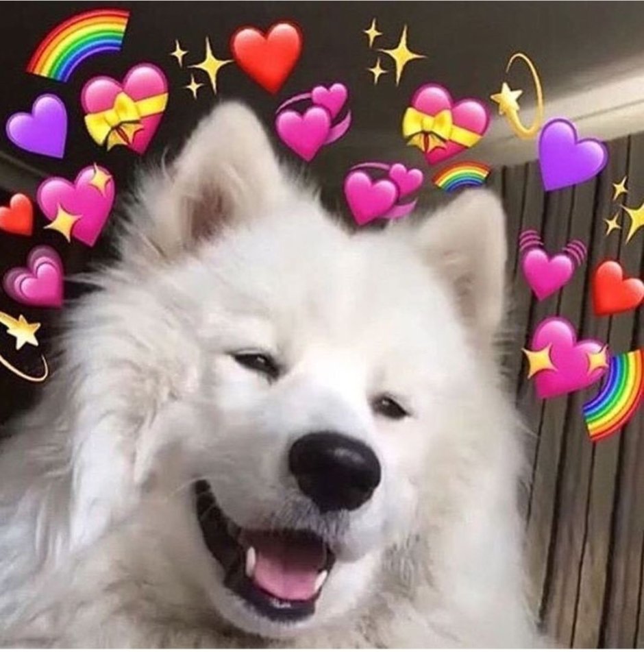 Собака хаски самоед