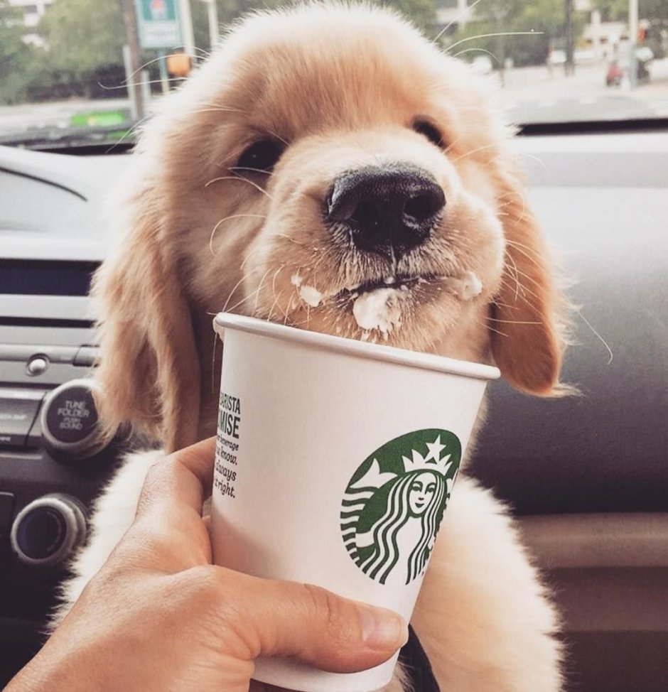 Эстетика собачек