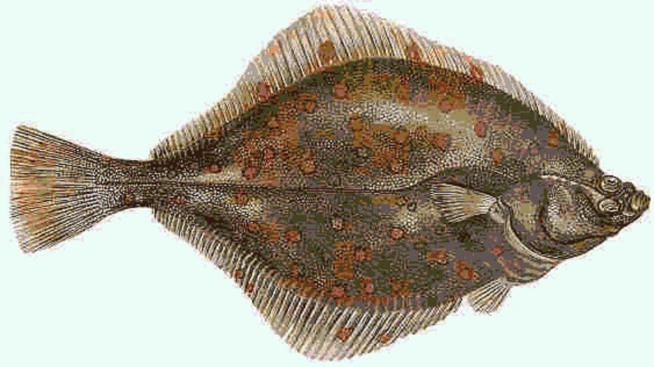 Capitan Halibut