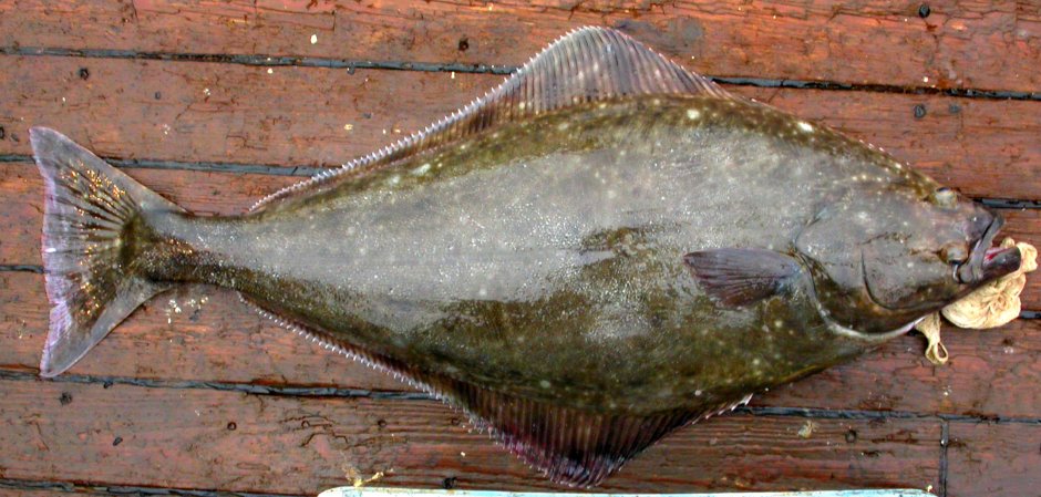 Морская камбала