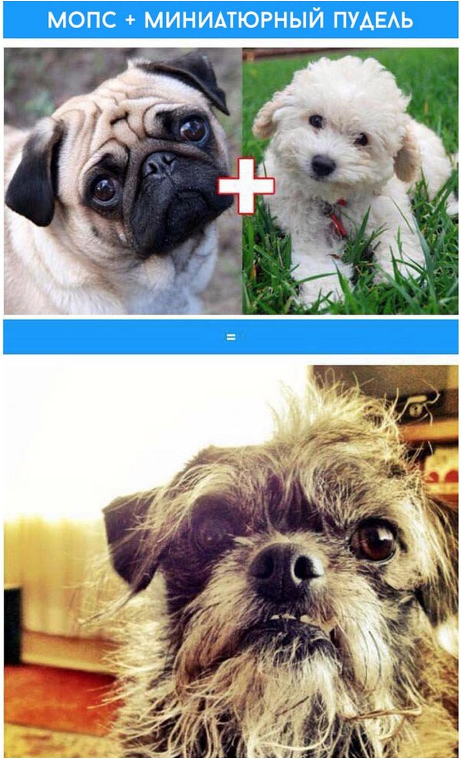 Метис корги и аусси