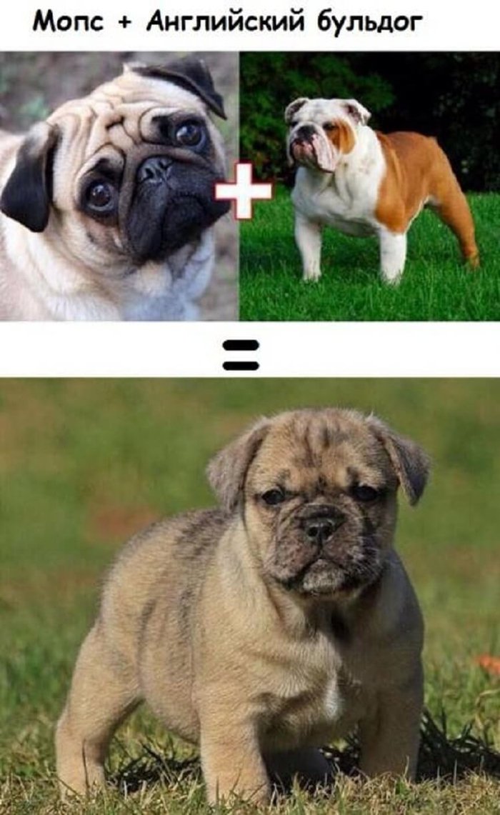 Сиба ину и Мопс