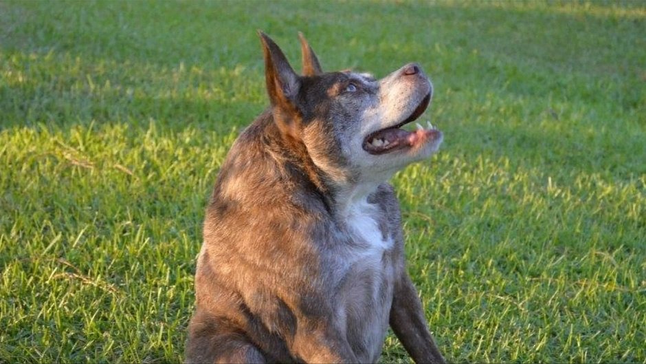 Такса окраса Далматин