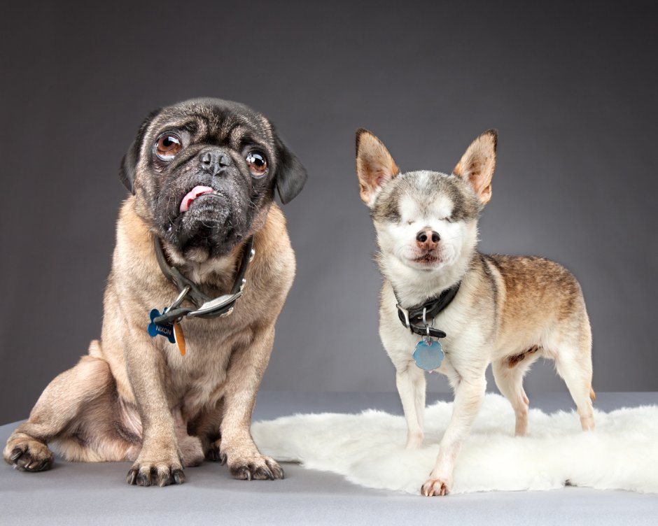 Гиена Африканская